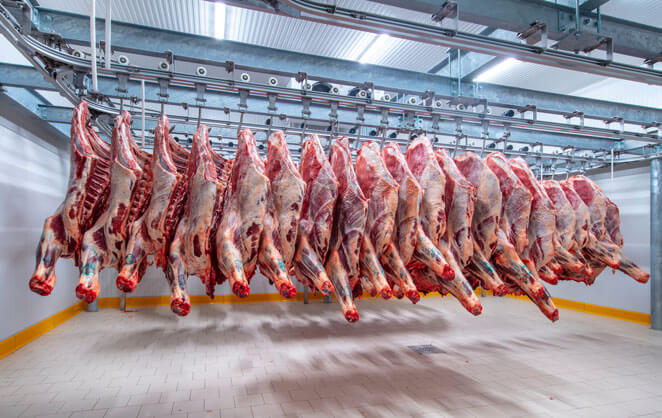 Des carcasse de boeufs dans un entrepot