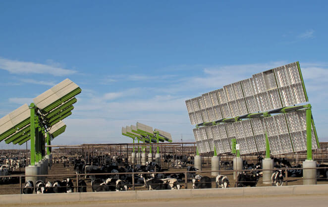 Des panneaux solaires font de l'ombre à des vaches dans un pré