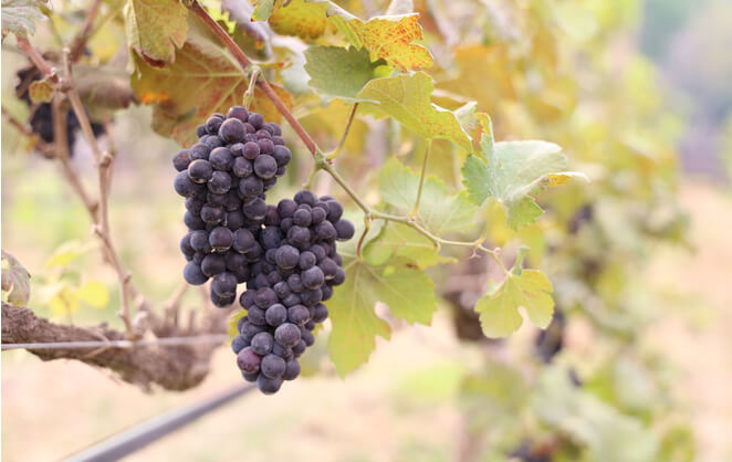 Une grappe de raison pour faire du vin